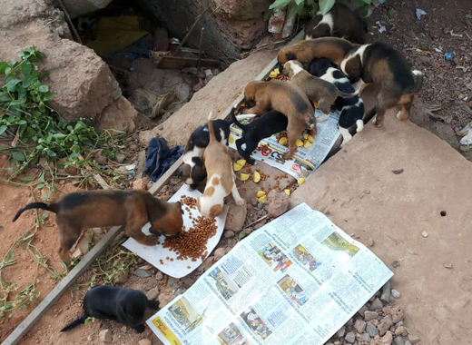 street animals